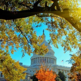 a tree in front of a large building