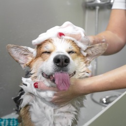 a person giving a dog a bath