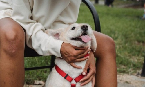 a person holding a dog