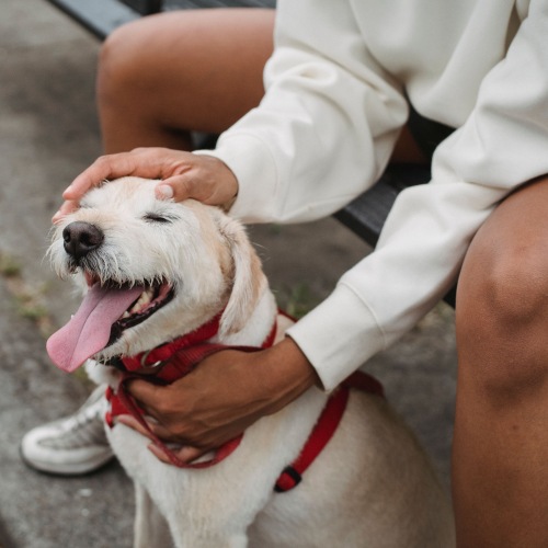 Pet-friendly apartments at The Swift at Petworth Metro in Washington, DC, welcoming cats and dogs with modern apartment homes and resident amenities.