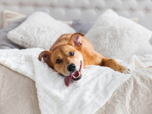 A brown dog relaxing on a sofa